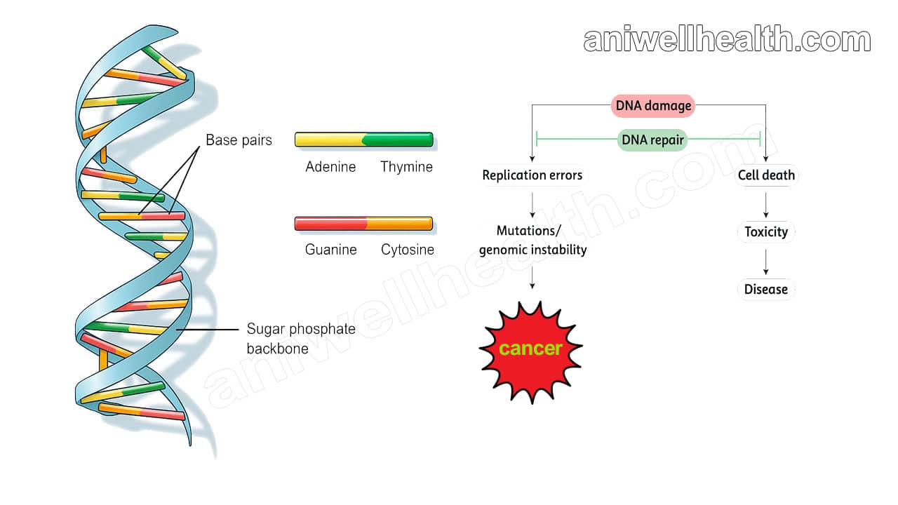 Genetic-or-Hereditary-Common-Health-Problems